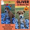 Cindyâs litter - Photo 1