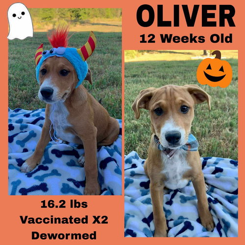CINDYÂS LITTER - Unknown available for adoption
