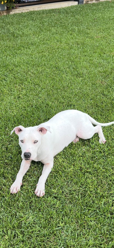 picture of the dog needing adoption