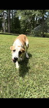 Honey - Photo 1