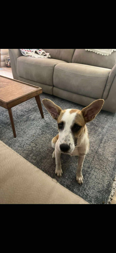 HONEY - Unknown available for adoption