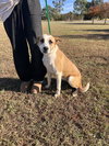 Honey - Photo 3