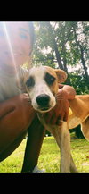 Honey - Photo 4