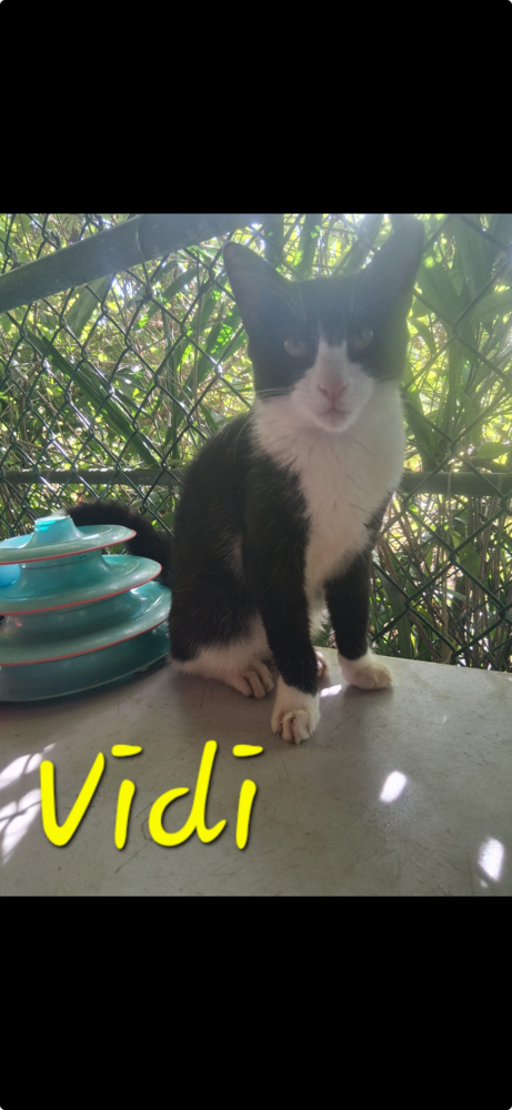 Vidi