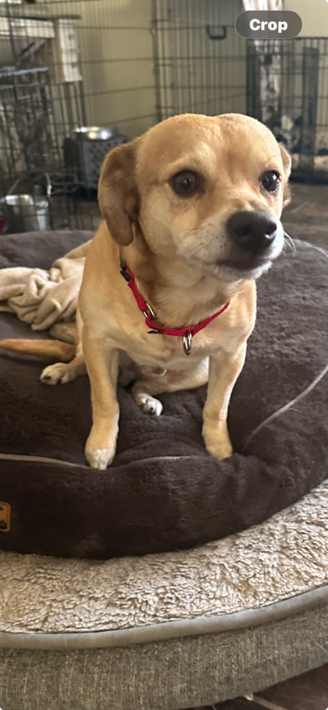 Paco