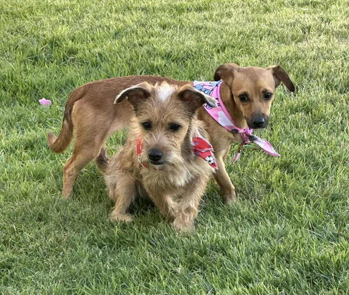 Kevin and Kanny, an adoptable Terrier in FRAMINGHAM, MA