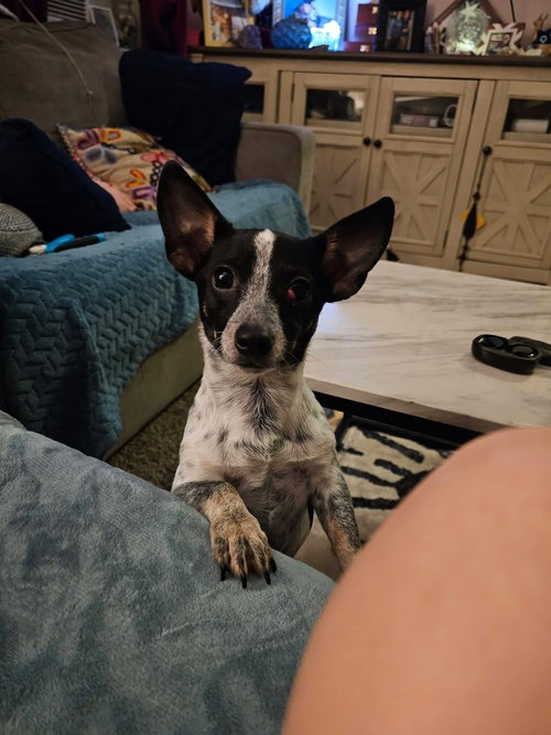 Chico Benito, an adoptable Dachshund in FRAMINGHAM, MA