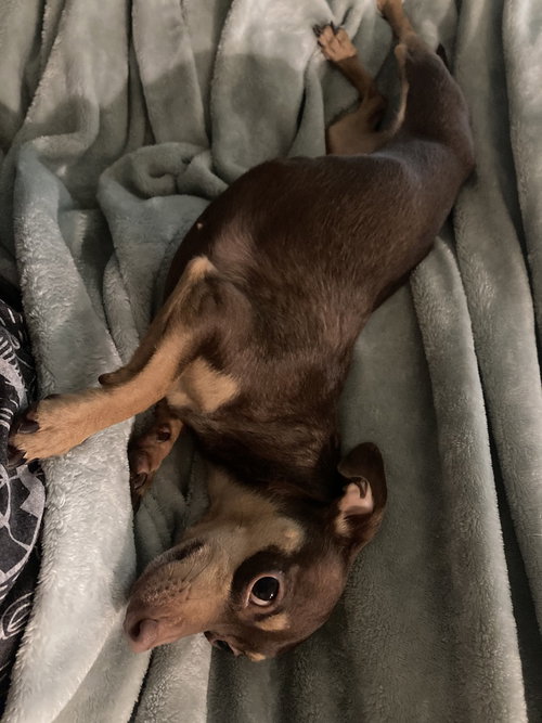 Pixie, an adoptable Chihuahua in FRAMINGHAM, MA