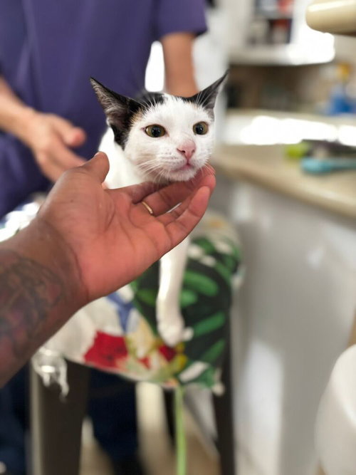 Buttercup, an adoptable Domestic Short Hair in FRAMINGHAM, MA
