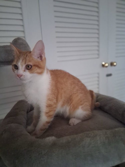 Yemi, an adoptable Domestic Short Hair in FRAMINGHAM, MA