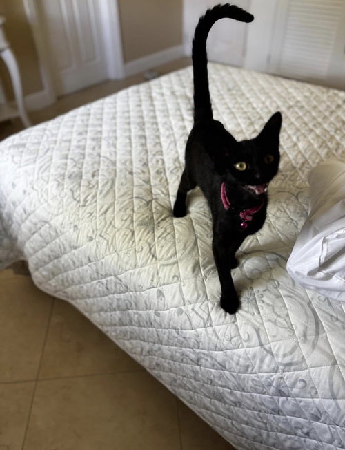Mojito & Martini, an adoptable Domestic Short Hair in FRAMINGHAM, MA
