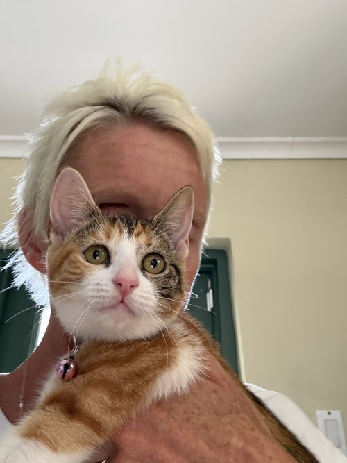 Harriet potter, an adoptable American Shorthair in FRAMINGHAM, MA