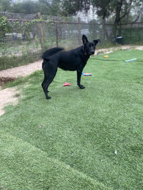 Echo, an adoptable German Shepherd Dog in FRAMINGHAM, MA