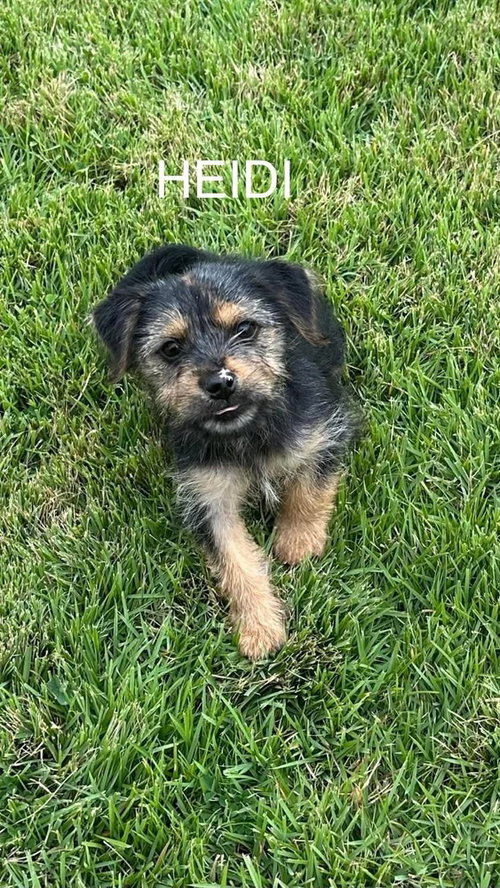 HEIDI