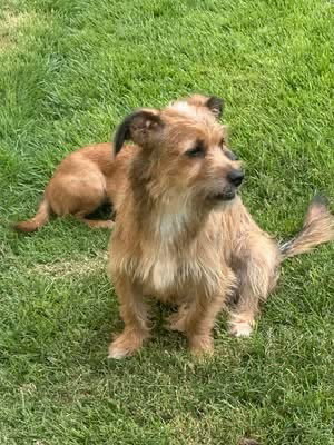 Kevin, an adoptable Terrier in FRAMINGHAM, MA