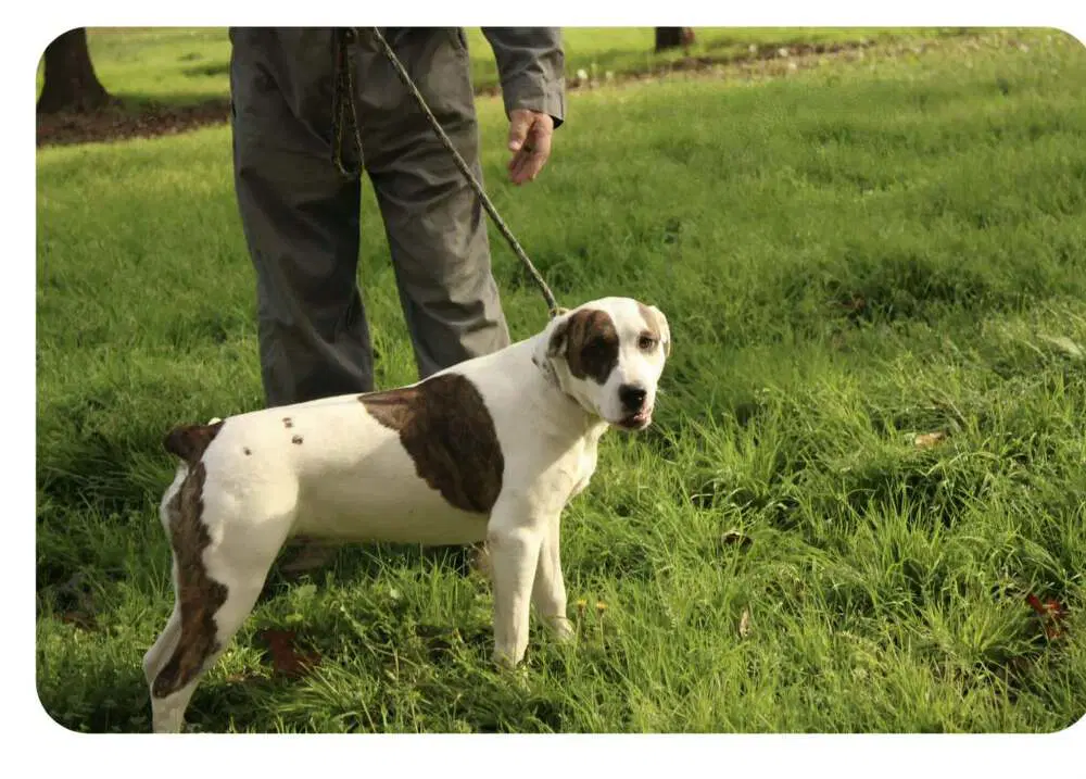 Finley - American Bulldog