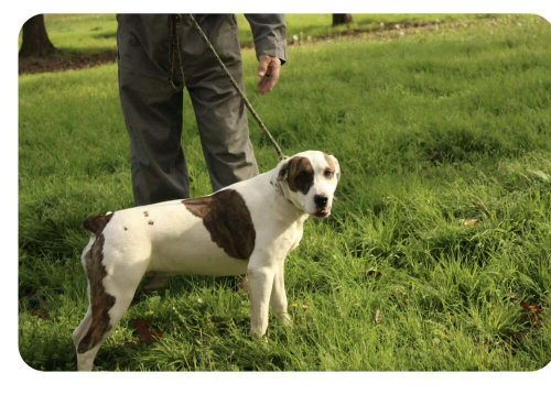 Finley, an adoptable American Bulldog in FRAMINGHAM, MA