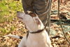 Finley - Photo 2