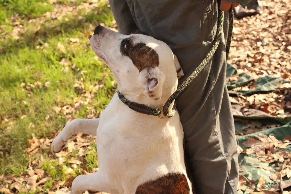 Finley image 3