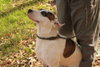 Finley - Photo 4