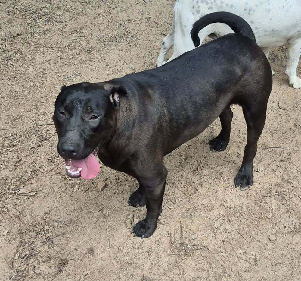 Booger - American Bulldog