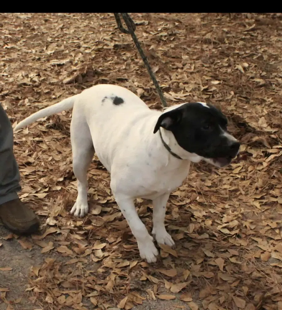 Poppie - American Bulldog