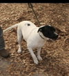 Poppie - Photo 1