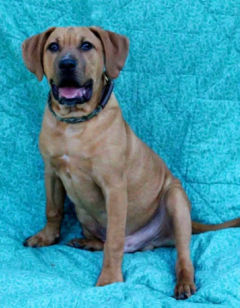 Red - Black Mouth Cur