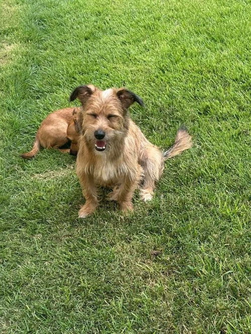 Kevin, an adoptable Terrier in FRAMINGHAM, MA