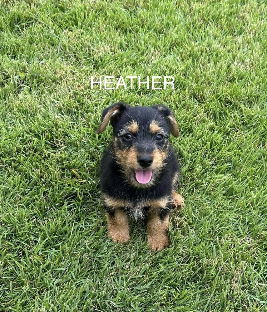 Heather Image