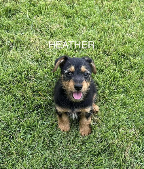 Heather, an adoptable Yorkshire Terrier Yorkie in FRAMINGHAM, MA