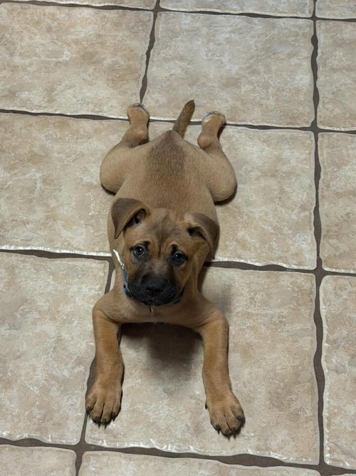 Nova