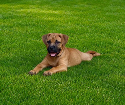 Nova, an adoptable French Mastiff in FRAMINGHAM, MA
