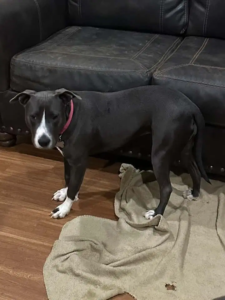 Destiny - American Pit Bull Terrier