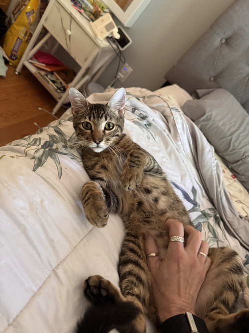 Pirate, Young American Shorthair, cat for adoption in Everett, Massachusetts