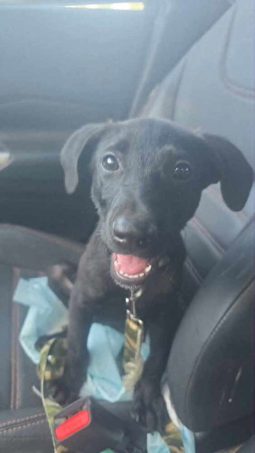Oreo