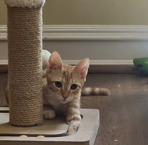 Pie, an adoptable American Shorthair in FRAMINGHAM, MA