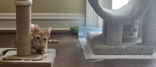PIE - American Shorthair available for adoption