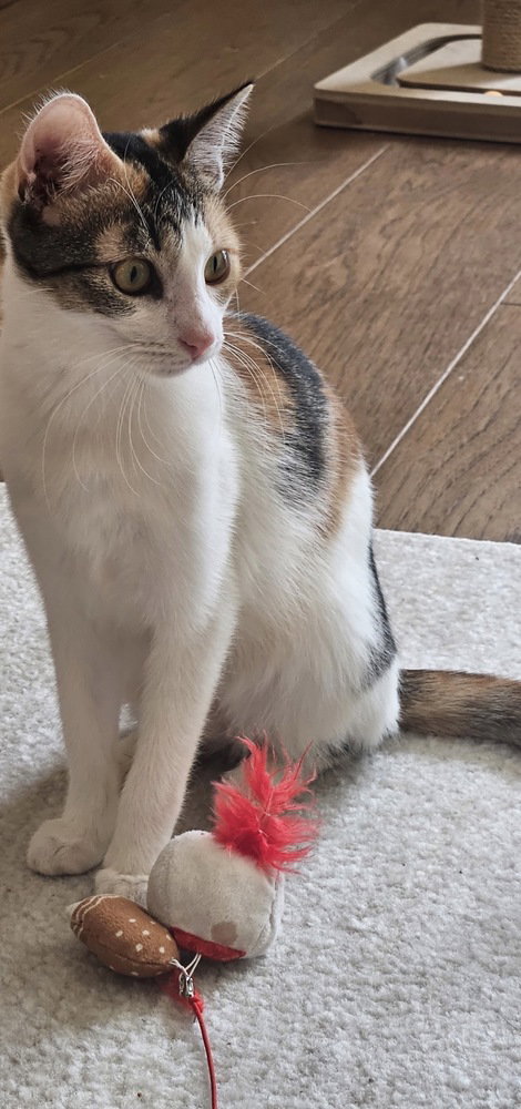Chloe, an adoptable American Shorthair in FRAMINGHAM, MA