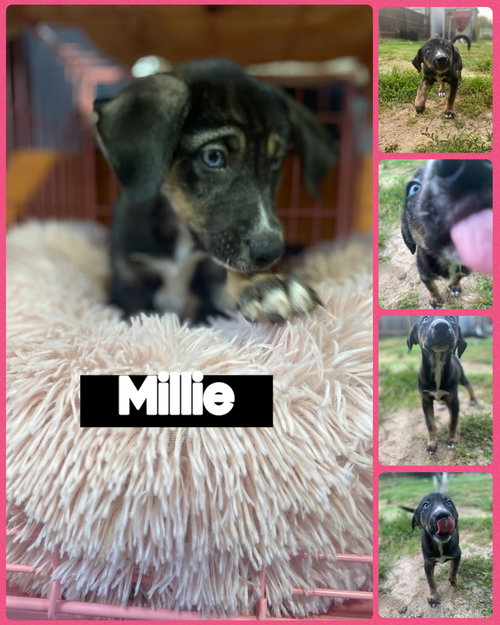 Millie