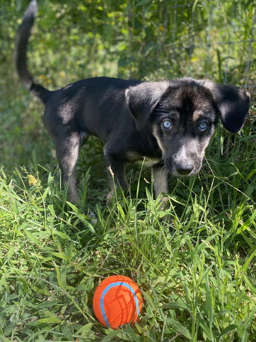 Millie photo 2