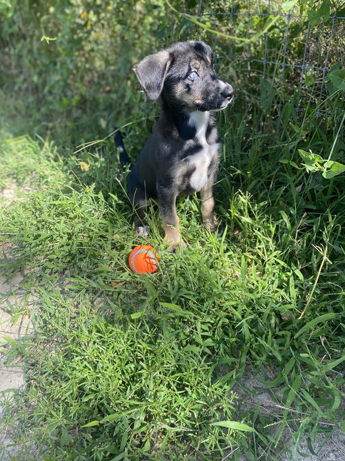 Millie photo 3