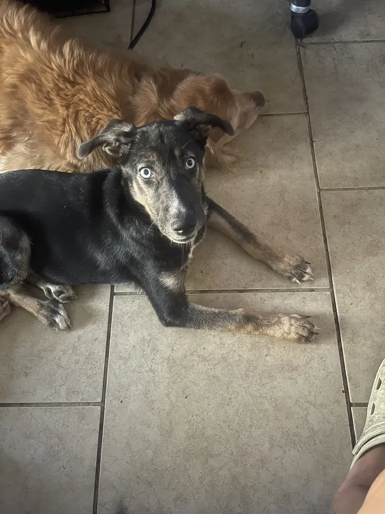 Millie image 1