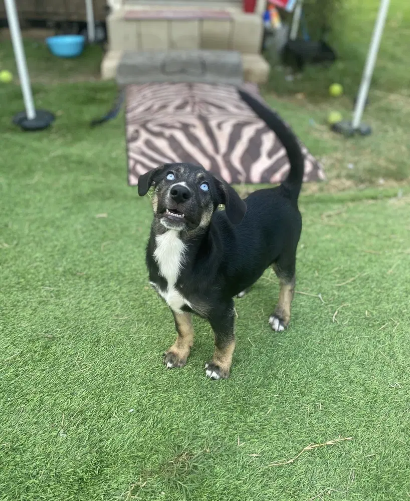 Millie image 2