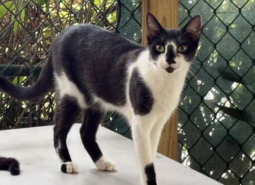 Bizzy, Young American Shorthair, cat for adoption in Woonsocket, Rhode Island