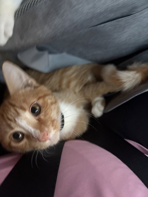 John & Peter !, Baby American Shorthair, cat for adoption in Woonsocket, Rhode Island