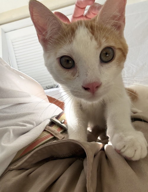 Peter, an adoptable American Shorthair in FRAMINGHAM, MA