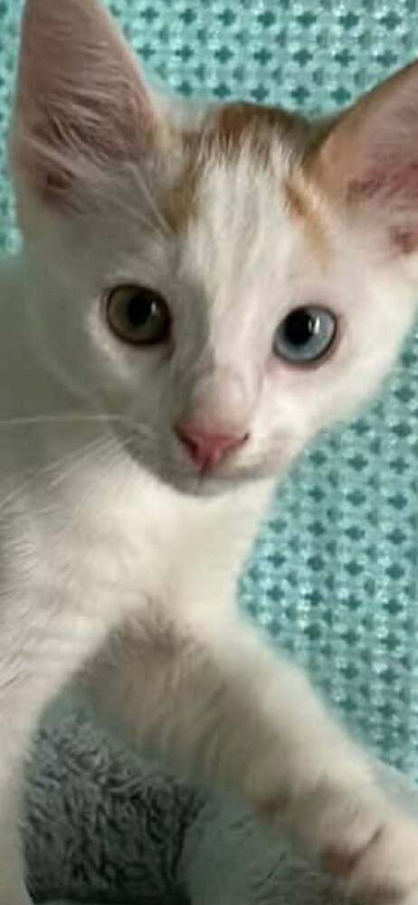 Amelia