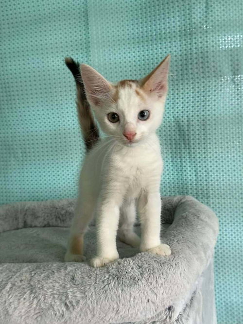 Amelia, an adoptable Calico in FRAMINGHAM, MA