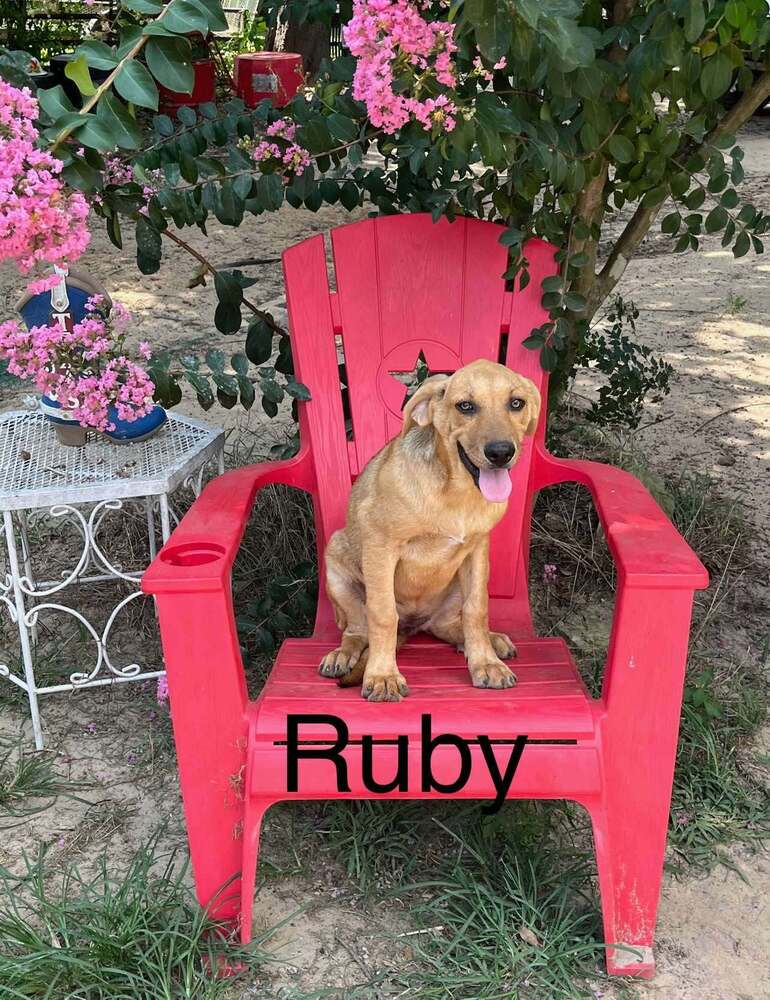 Ruby - Shepherd